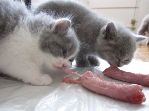 5 weken oud en al smullen van de kippennekken!